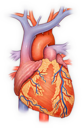 Medical Imagery