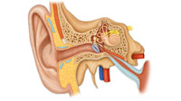Ear Anatomy
