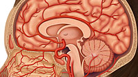 Side View of Woman's Head and Sagittal View of Anatomy
