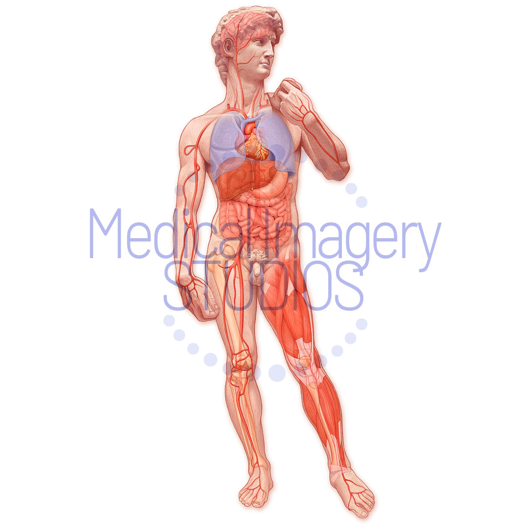 Anatomical David