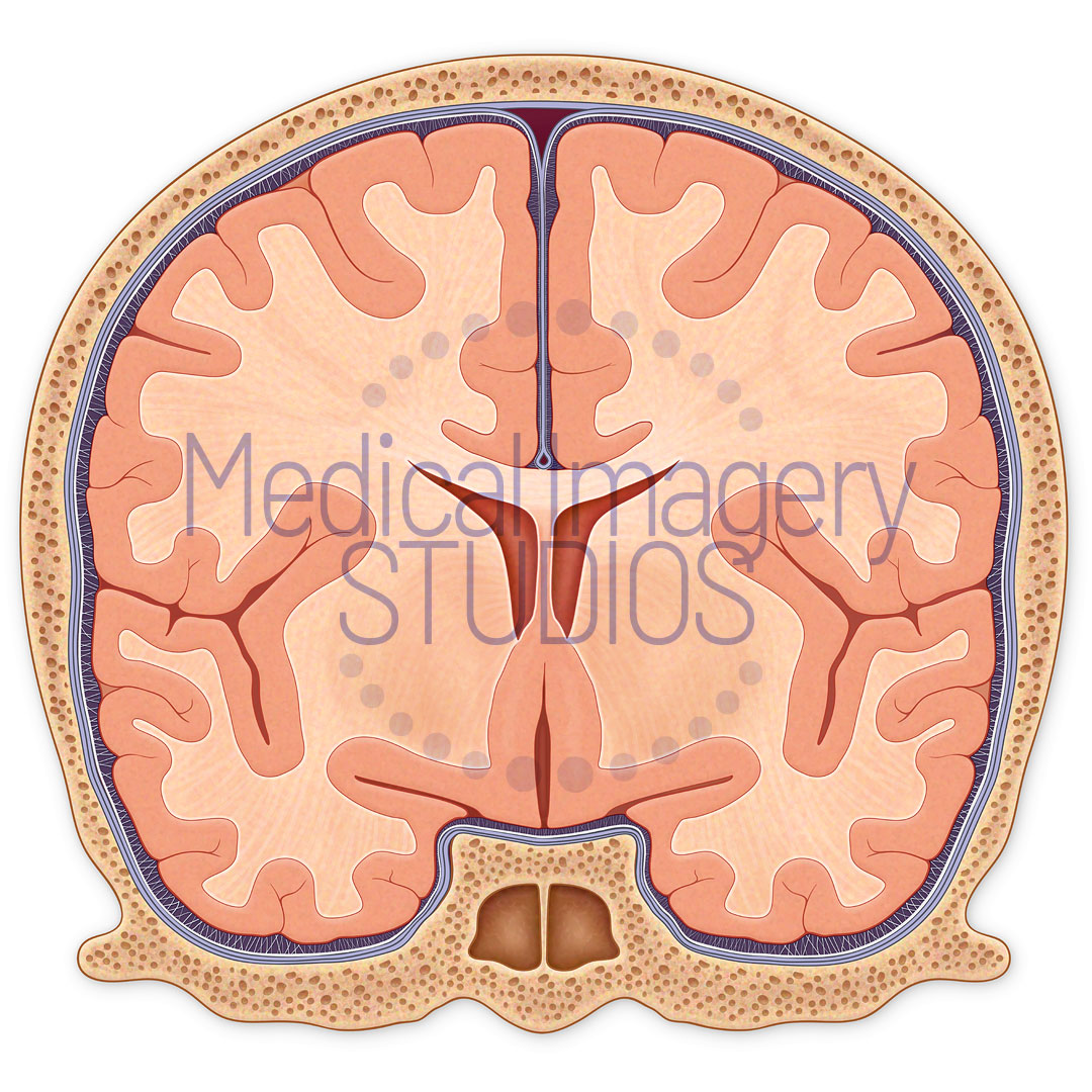 Coronal View of the Brain