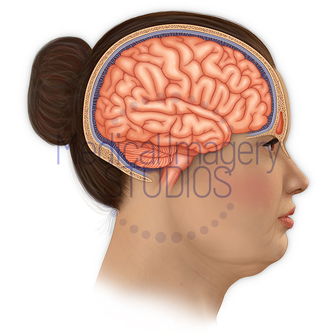 Sagittal View of the Brain
