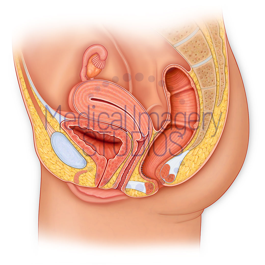 Female Anatomy Sagittal Section