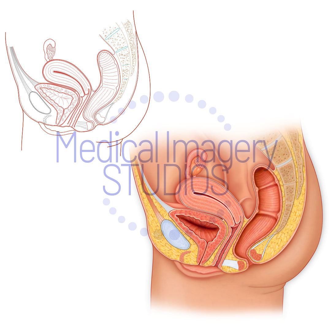 Sagittal View of Female Anatomy