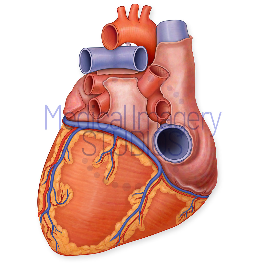 Heart Posterior View