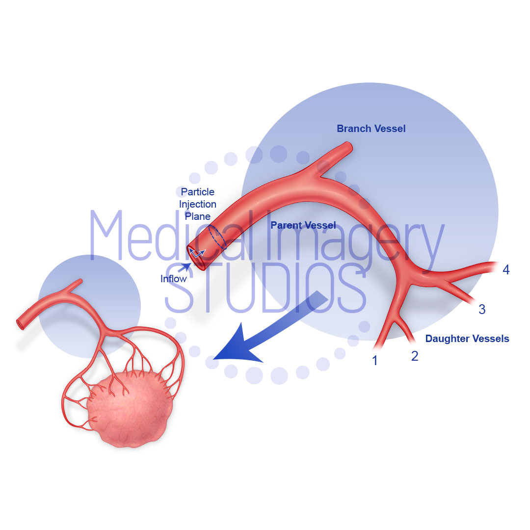 Hepatic arterial system