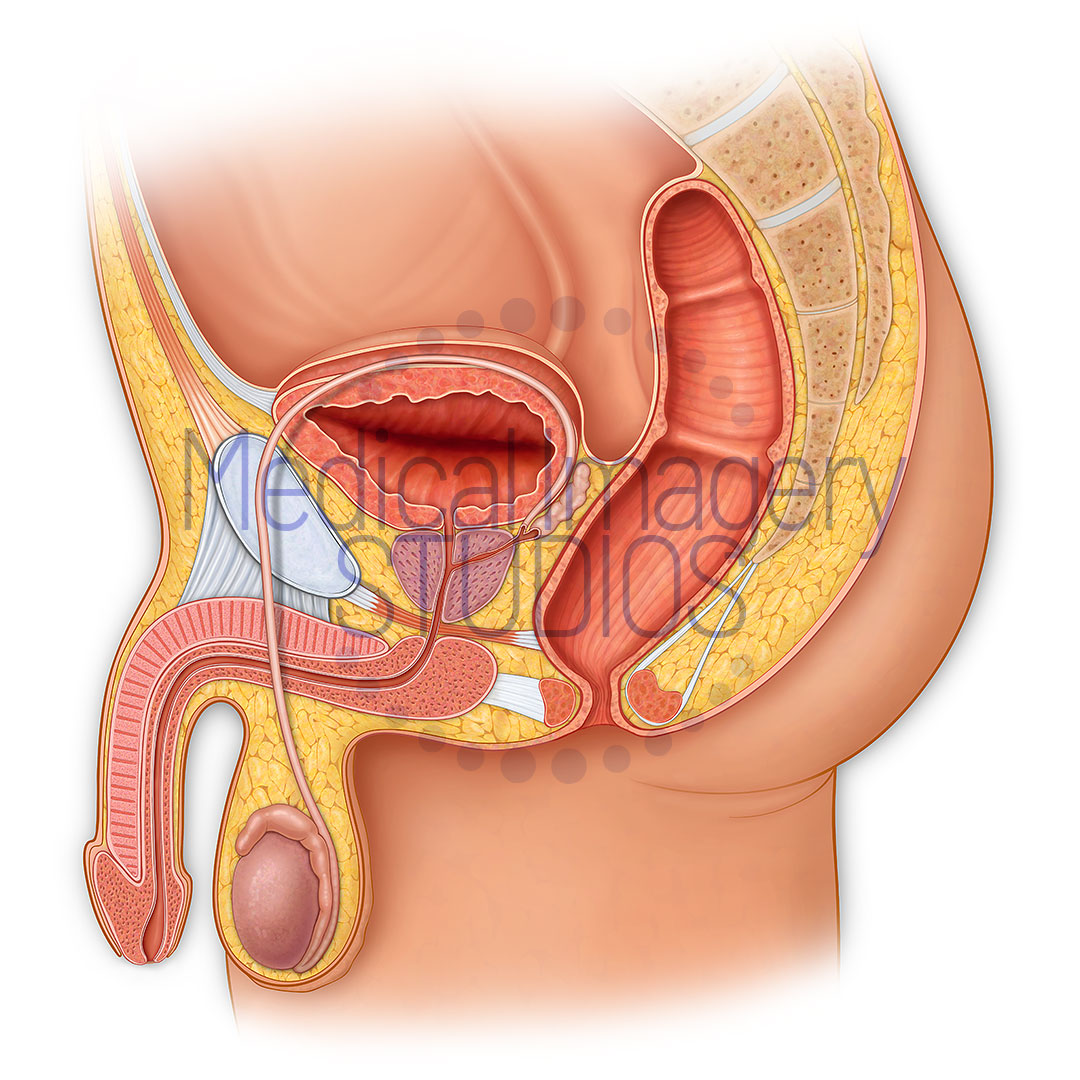 Male Anatomy Sagittal Section