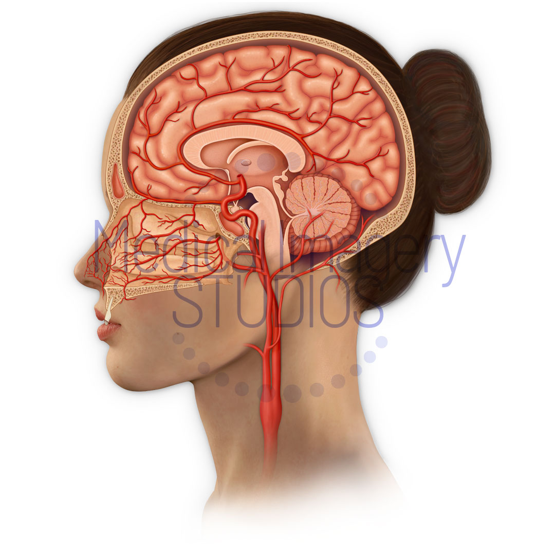 Sagittal View Arteries