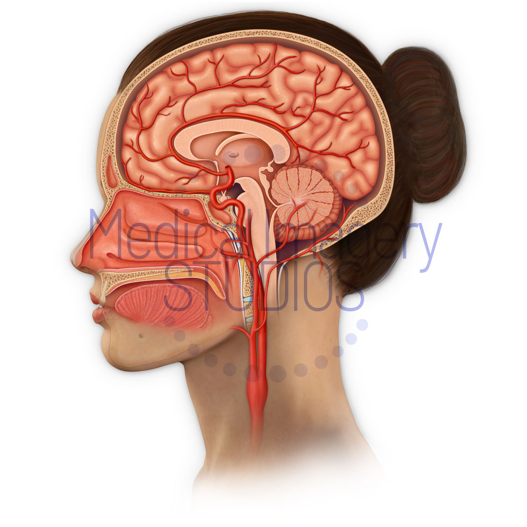 Sagittal View Turbinates