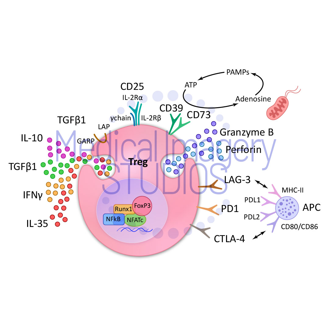 Treg cells control the immune response