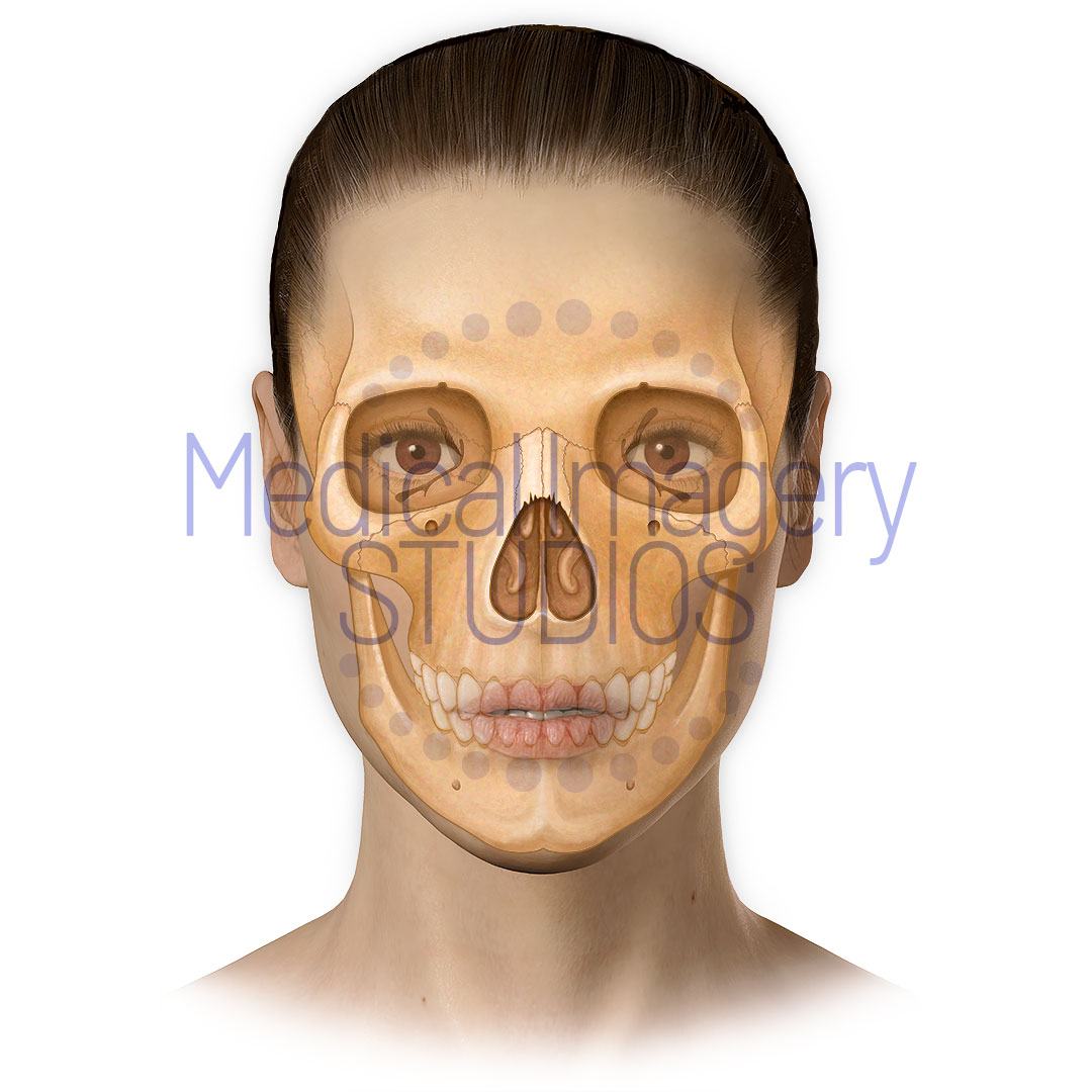 Woman's Face-and Skull
