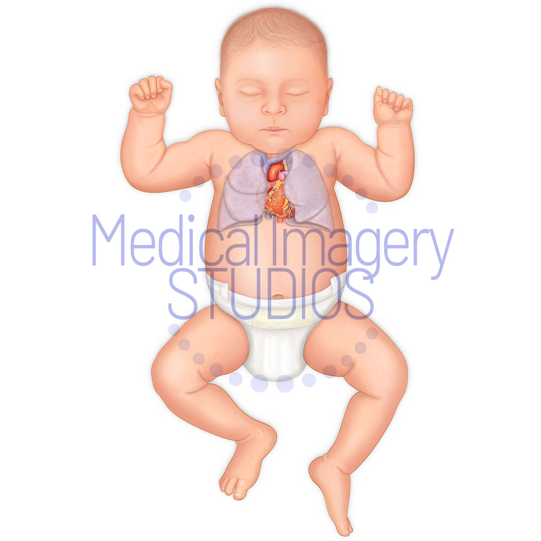 Baby with Heart and Lungs