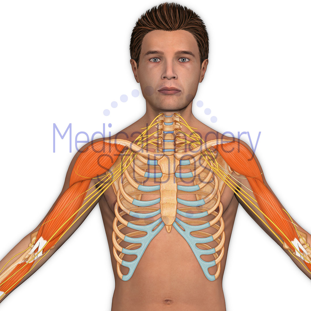 Brachial Plexus