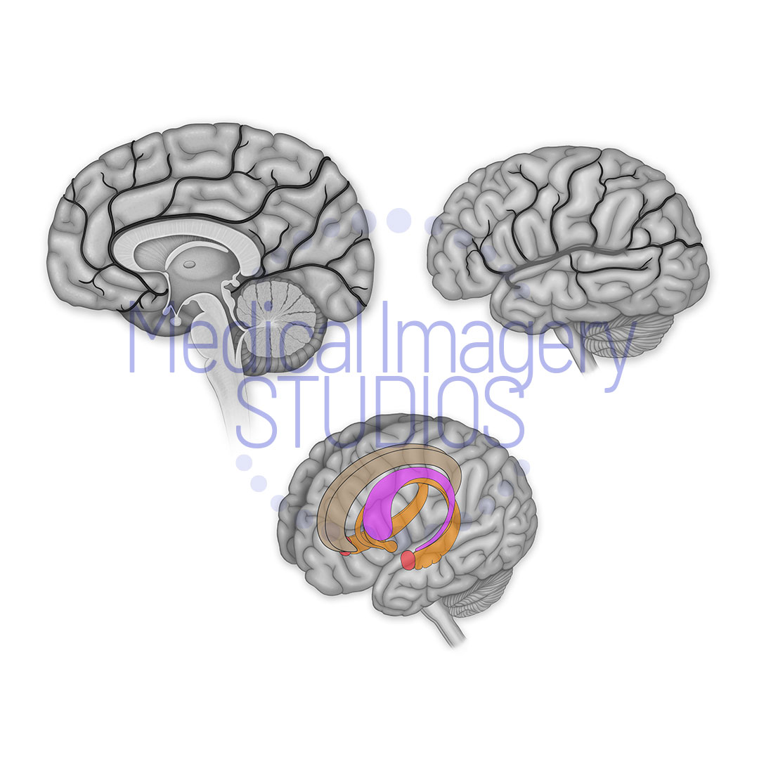 Brain and Ventricles