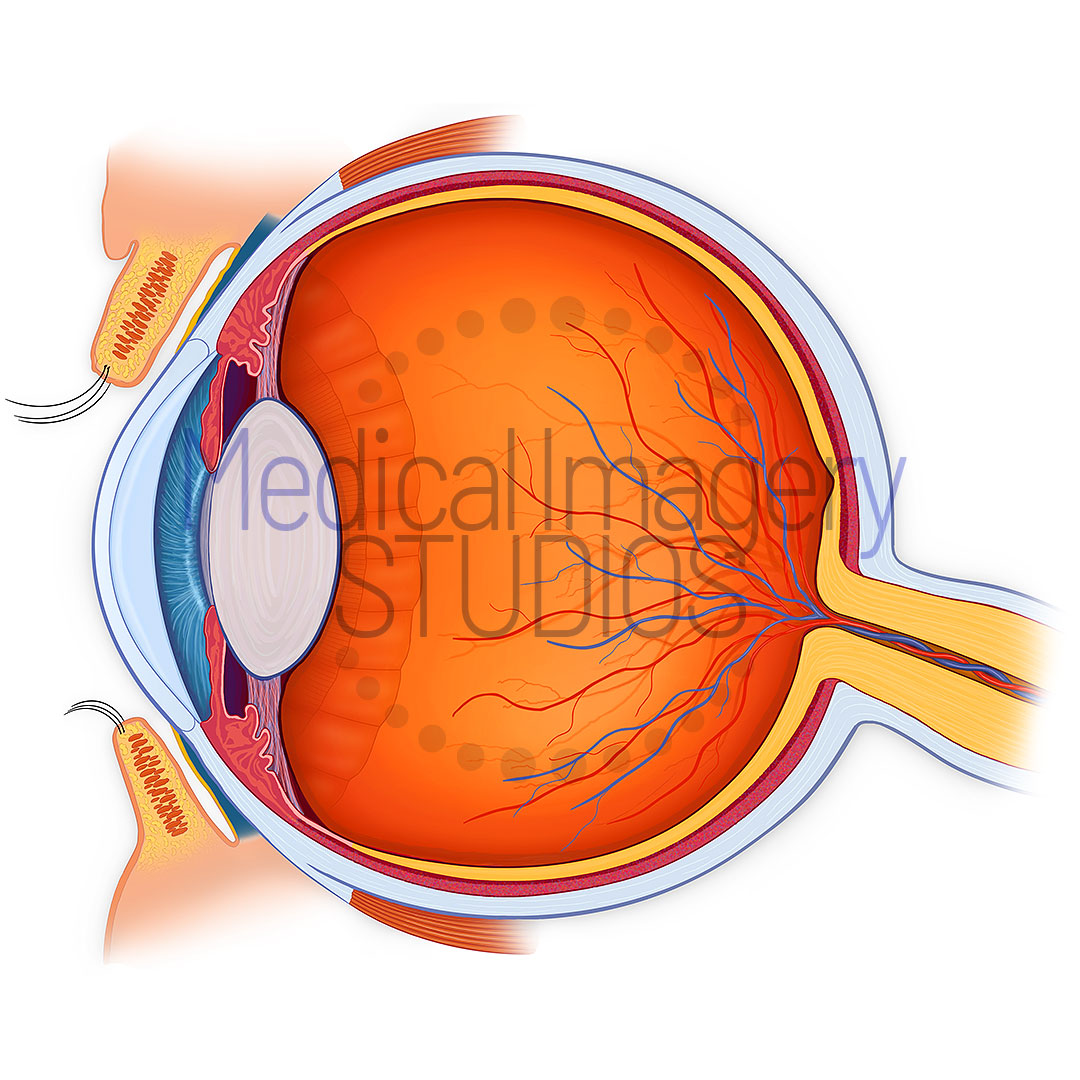 Eye