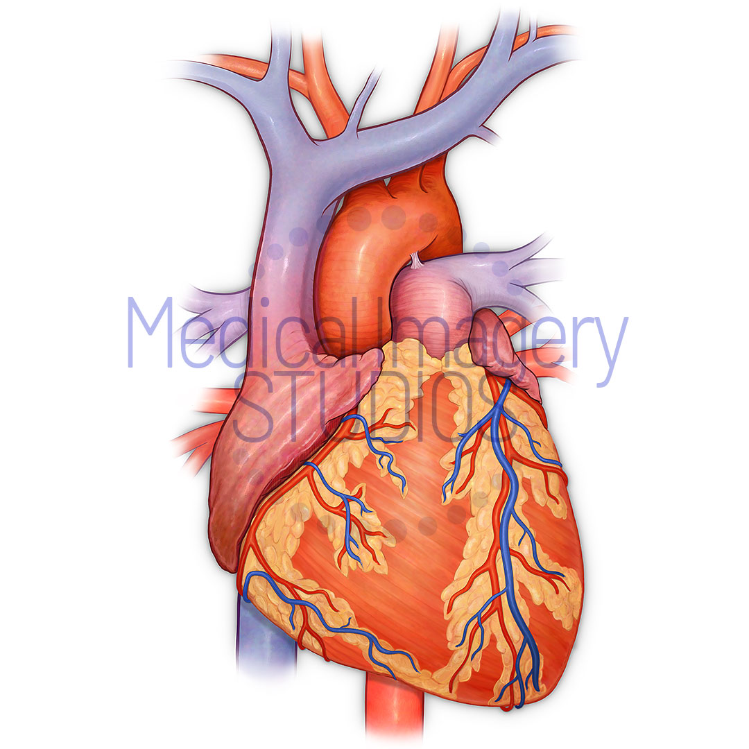 Heart Anterior View