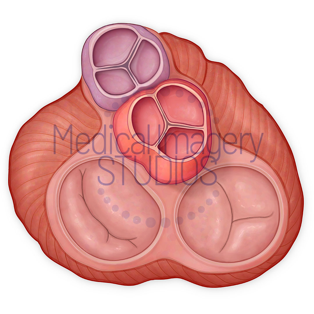 Heart Top View