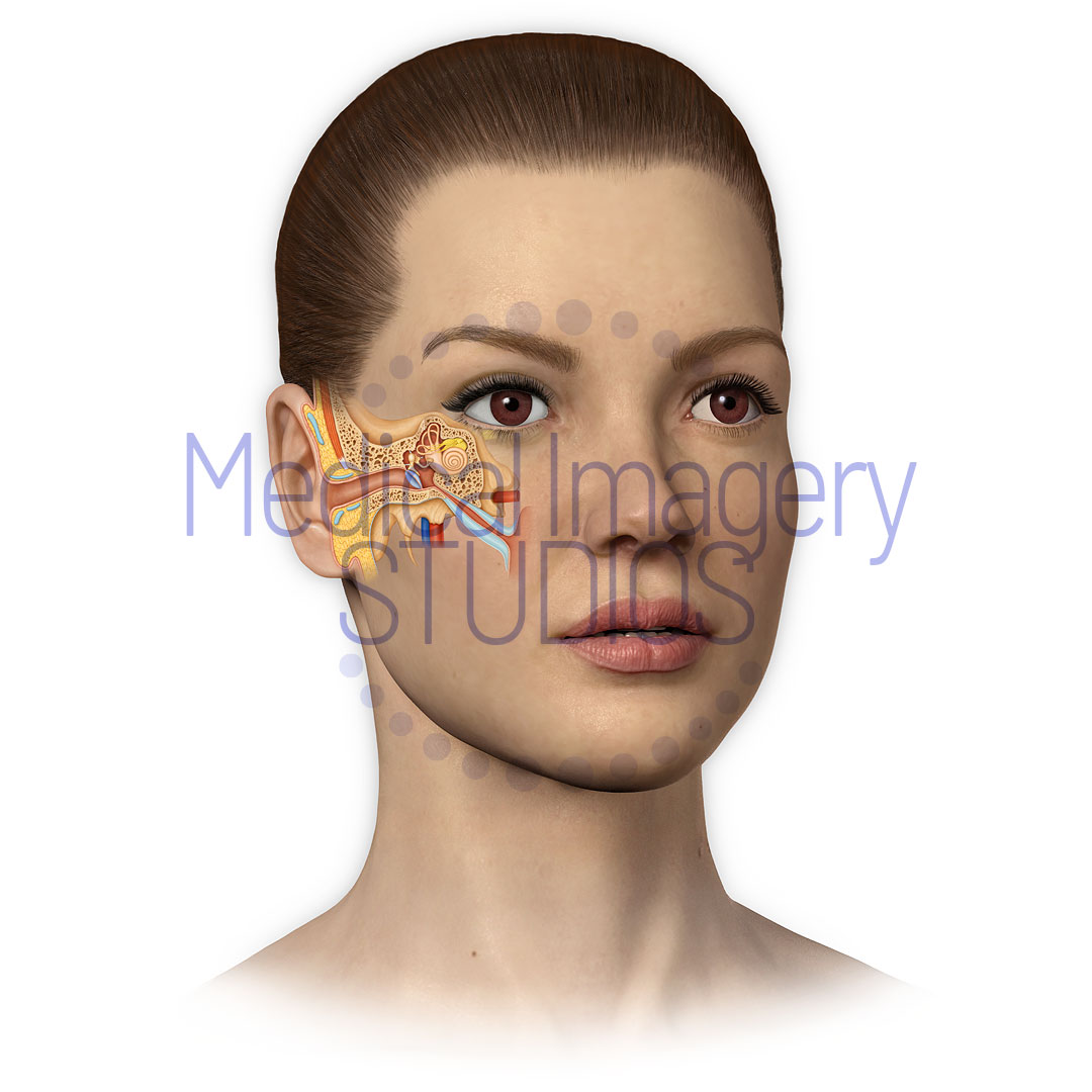 Inner, Middle and Outer Ear