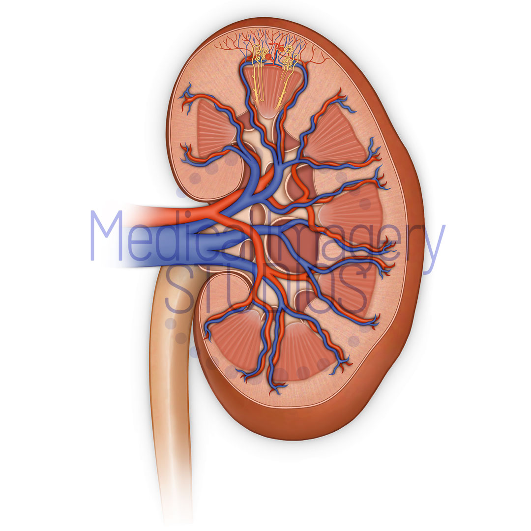 Kidney