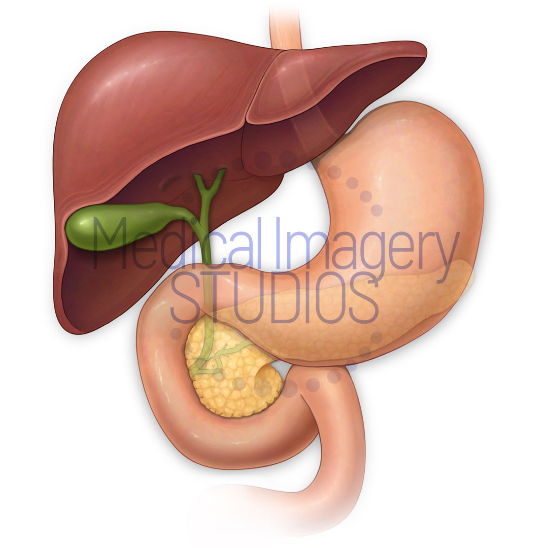 Liver, Gallbladder, Stomach, Pancreas and Duodenum