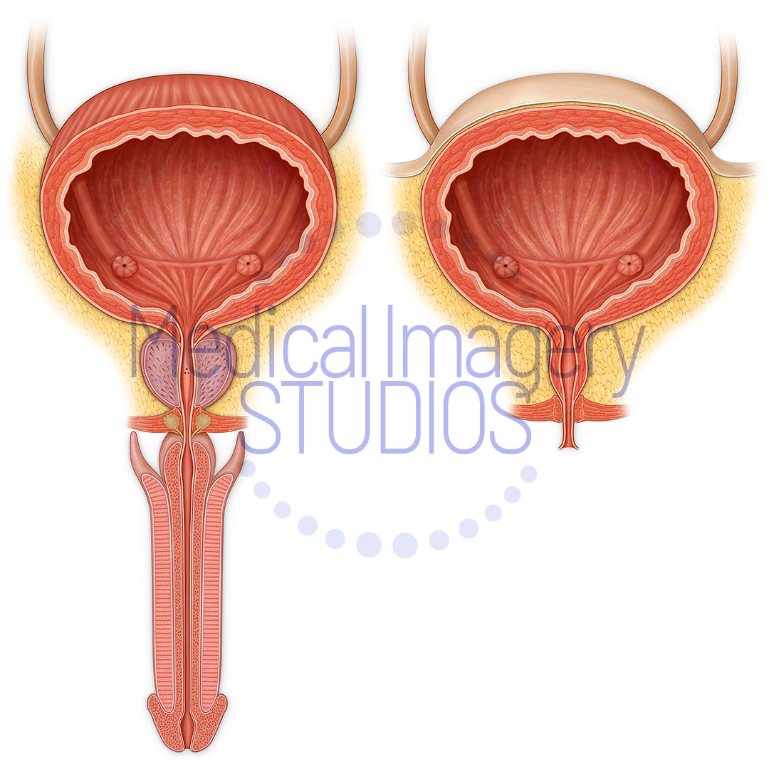 Male and Female Urinary Systems