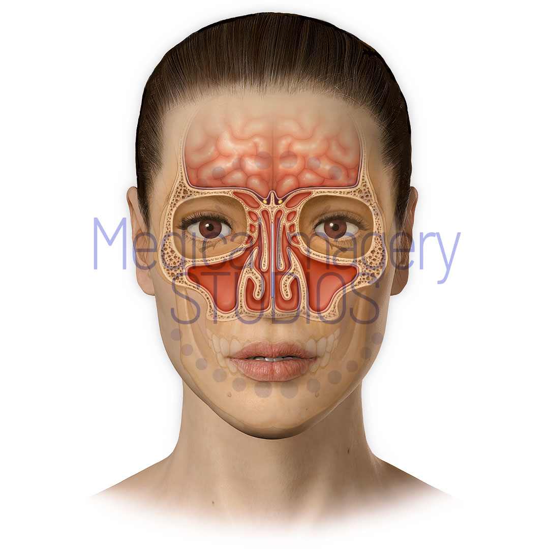 Nasal Sinuses
