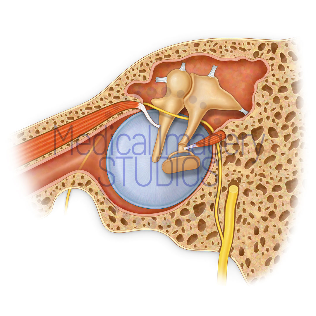 Ossicles