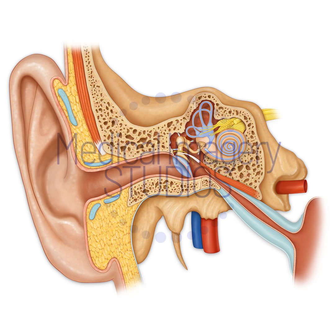 Inner, Middle and Outer Ear