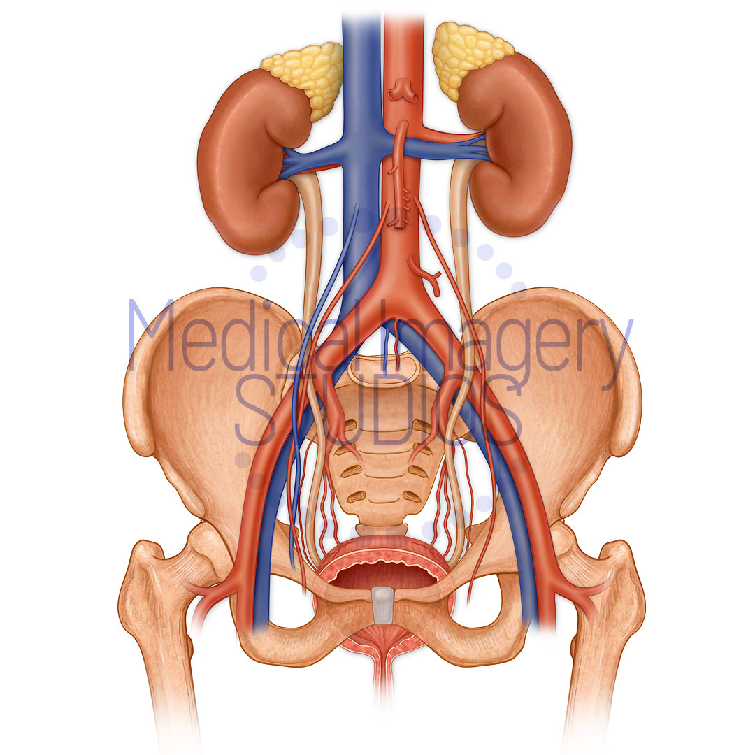 Urinary System and Pelvis