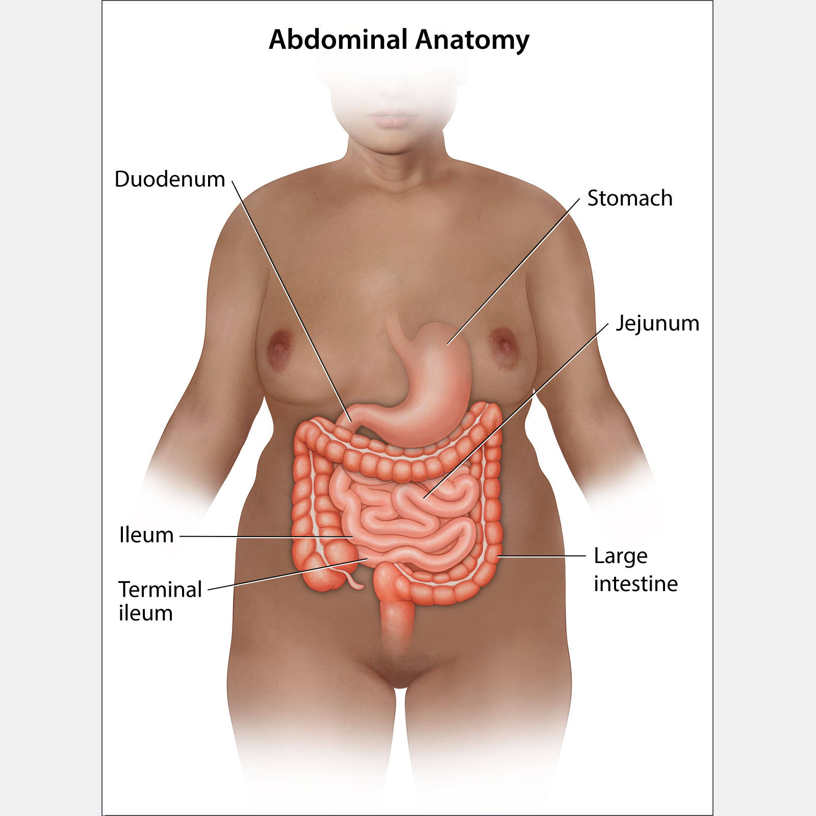 Adbominal Anatomy