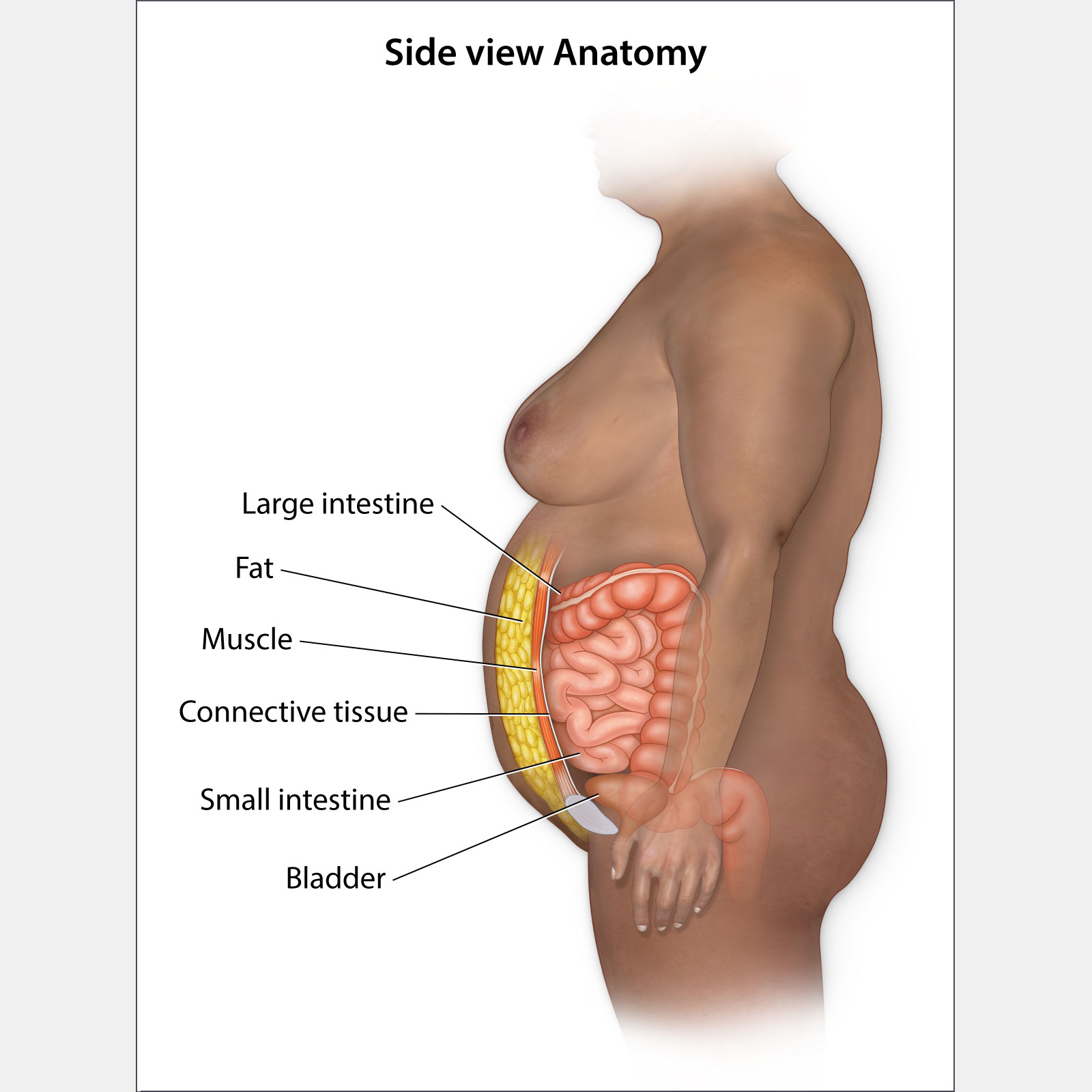 Side View of Abdominal Anatomy