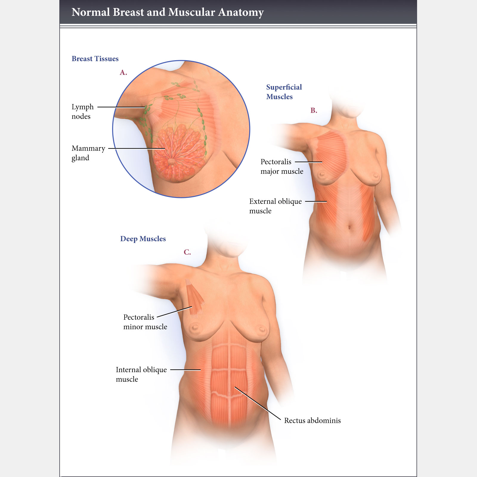 Normal Breast & Muscular Anatomy
