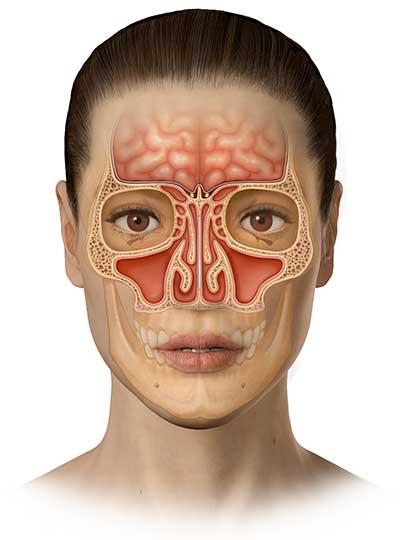 Medical Illustration