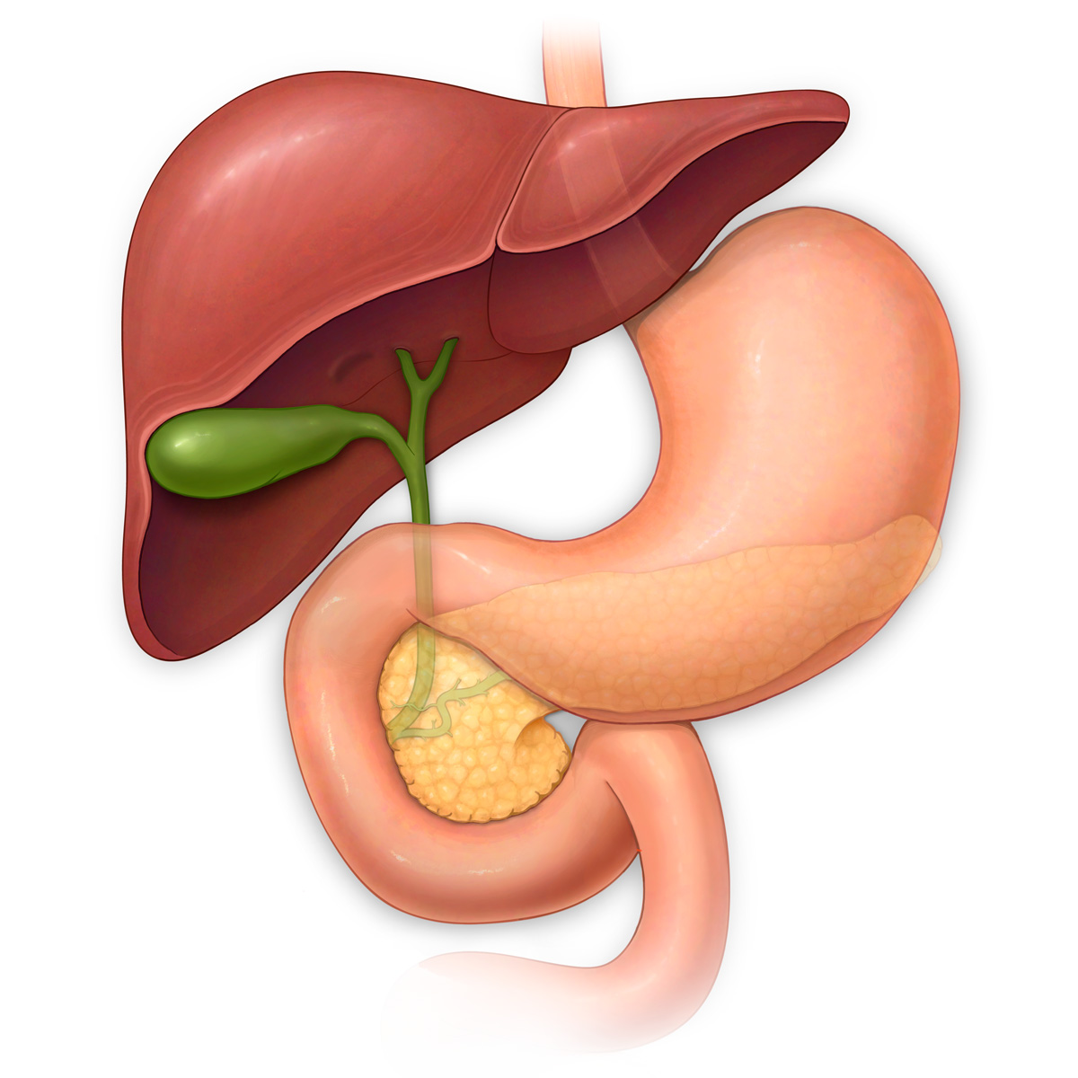 Liver, Stomach, Gall Bladder, Pancreas