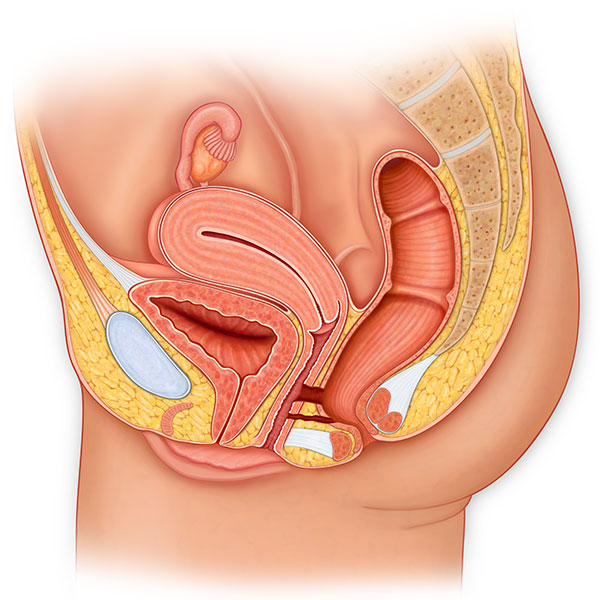 Female Reproductive System with Fistuals