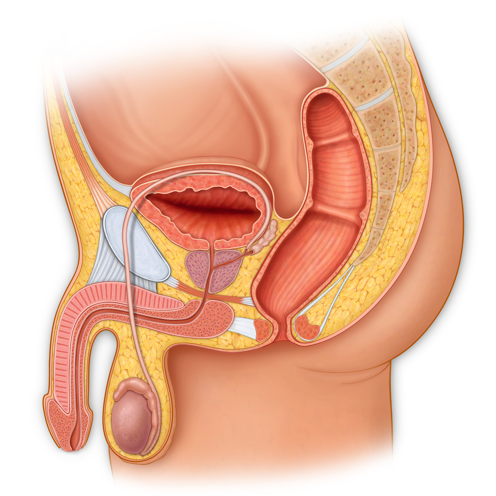 Bladder, urethra, prostate seminal vesicle, testes, epididymis, penis, corpus cavernosum, corpus spongiosum, colon, sacrum, pubic bone