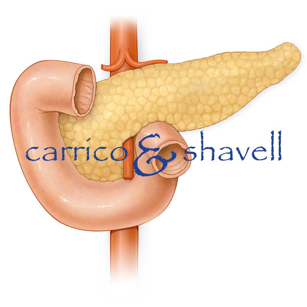 Pancreas, Small Insestine Duodenum, Aorta