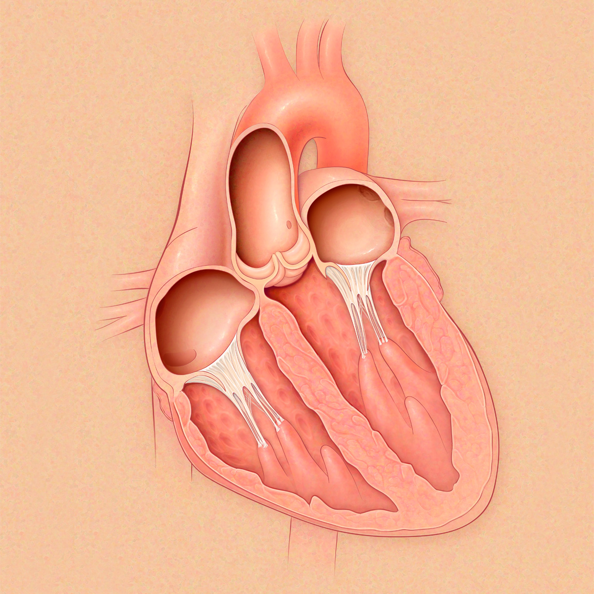 Heart Cross Section