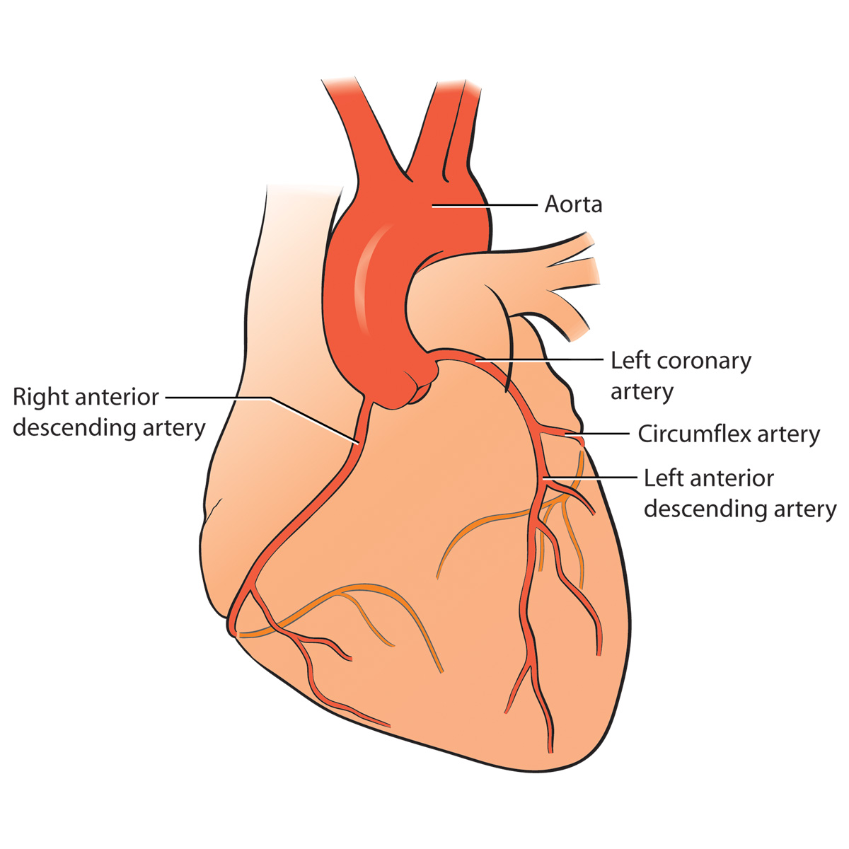 Aorta, right anterior descending artery, left coronary artery, circumflex artery, and left anterior descending artery.