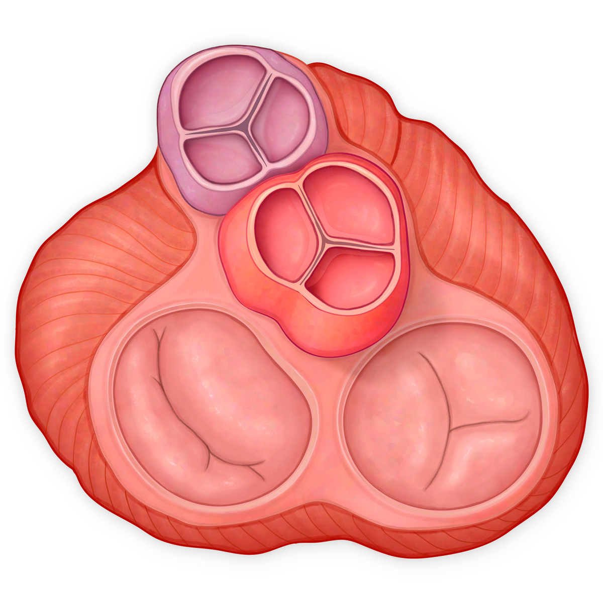 Top View of the Heart