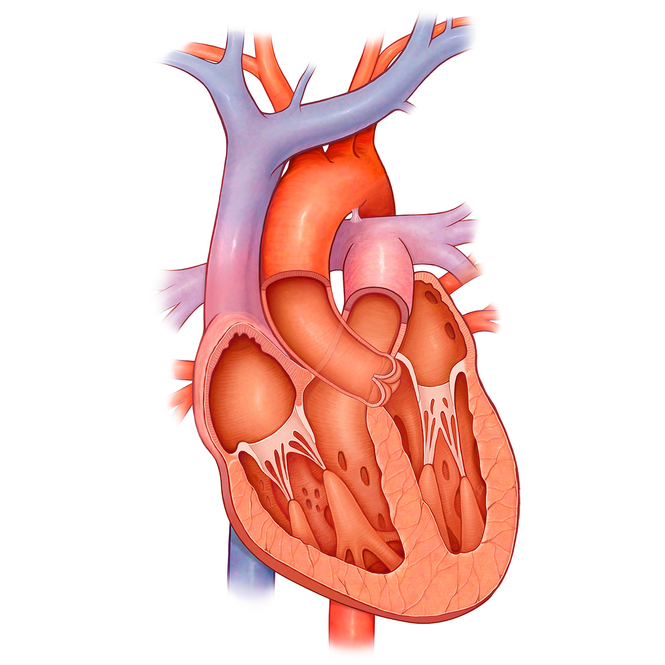 Heart Cross Section