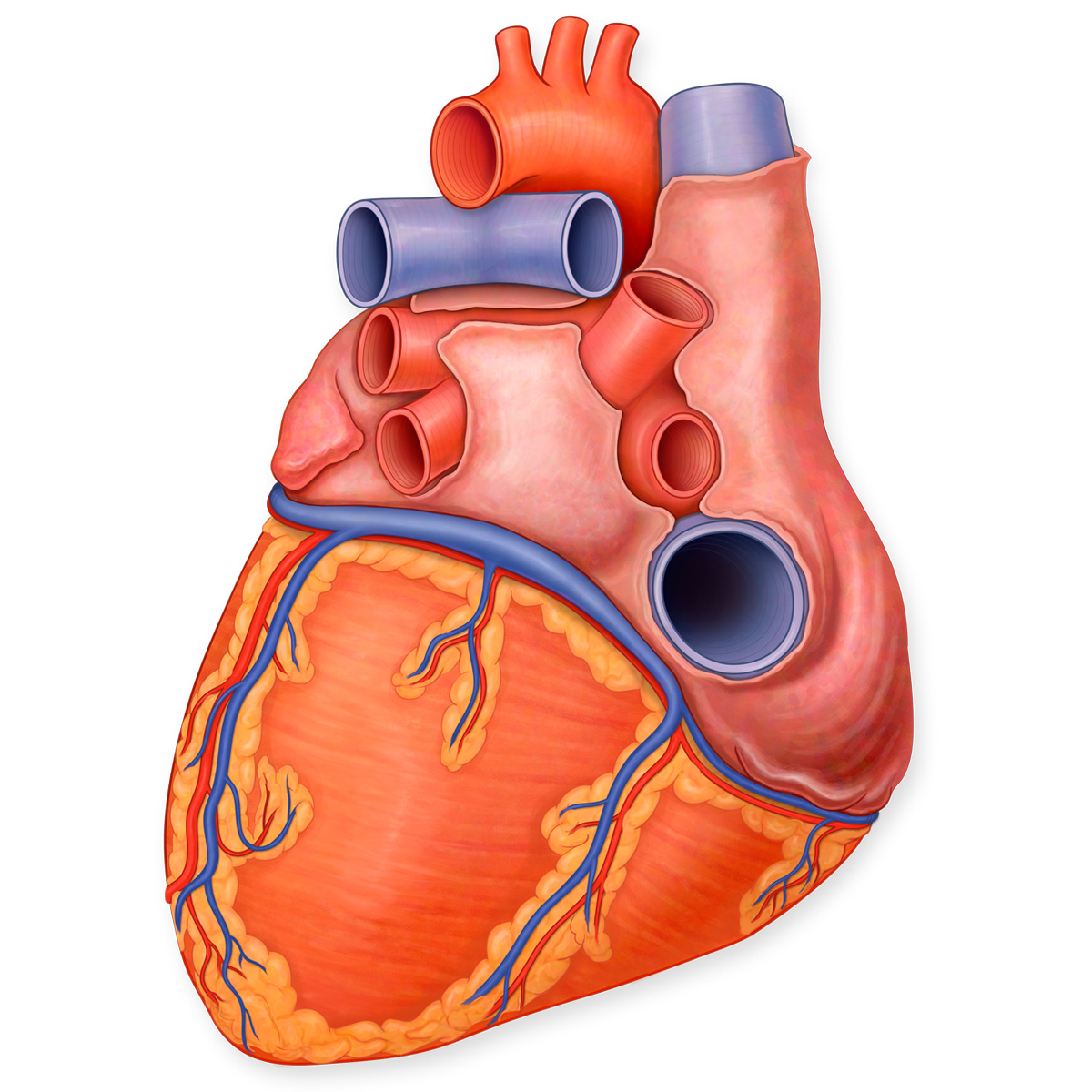 Posterior View of the Heart
