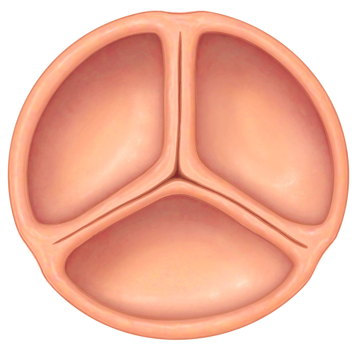 Healthy Tricuspid Heart Valve