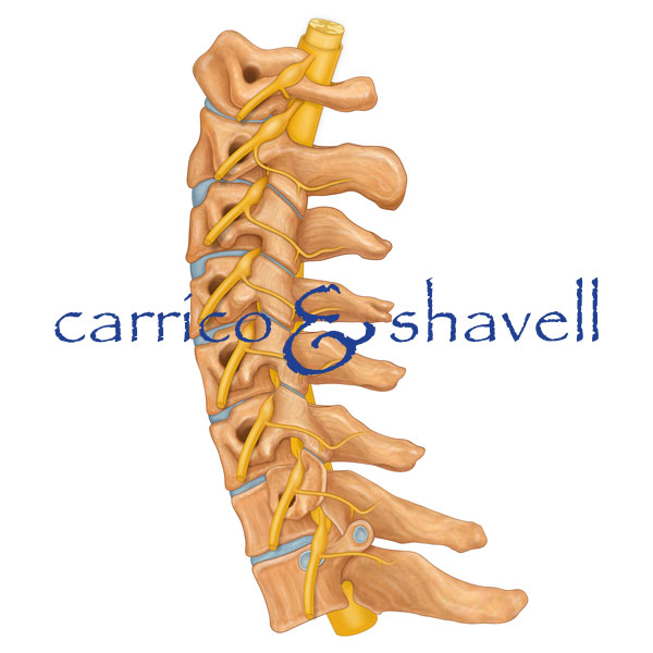 Cervical Spine, Nerve Roots, and Spinal Cord