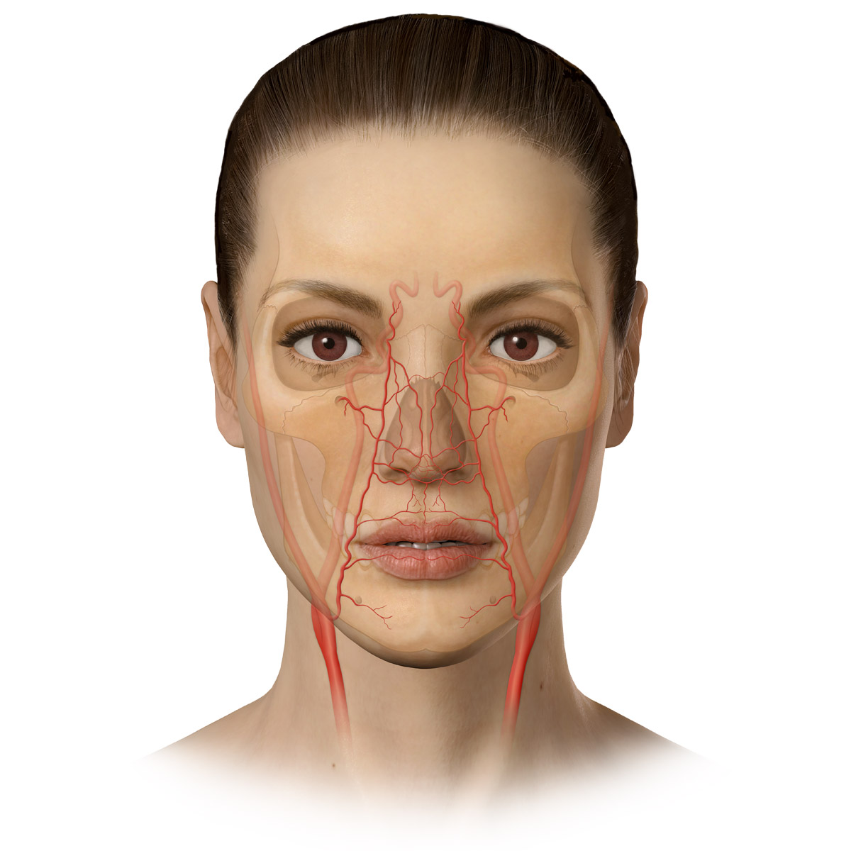 Front view of woman's head, skull, carotid and nasal arteries.