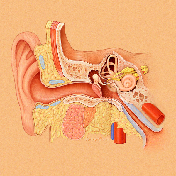 Inner Ear Anatomy