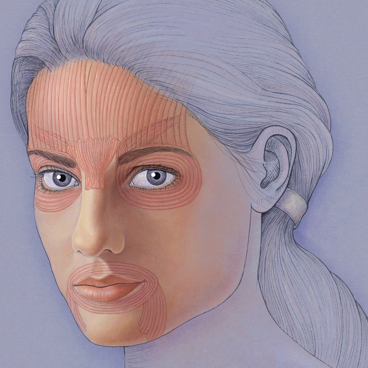 Facial Muscles