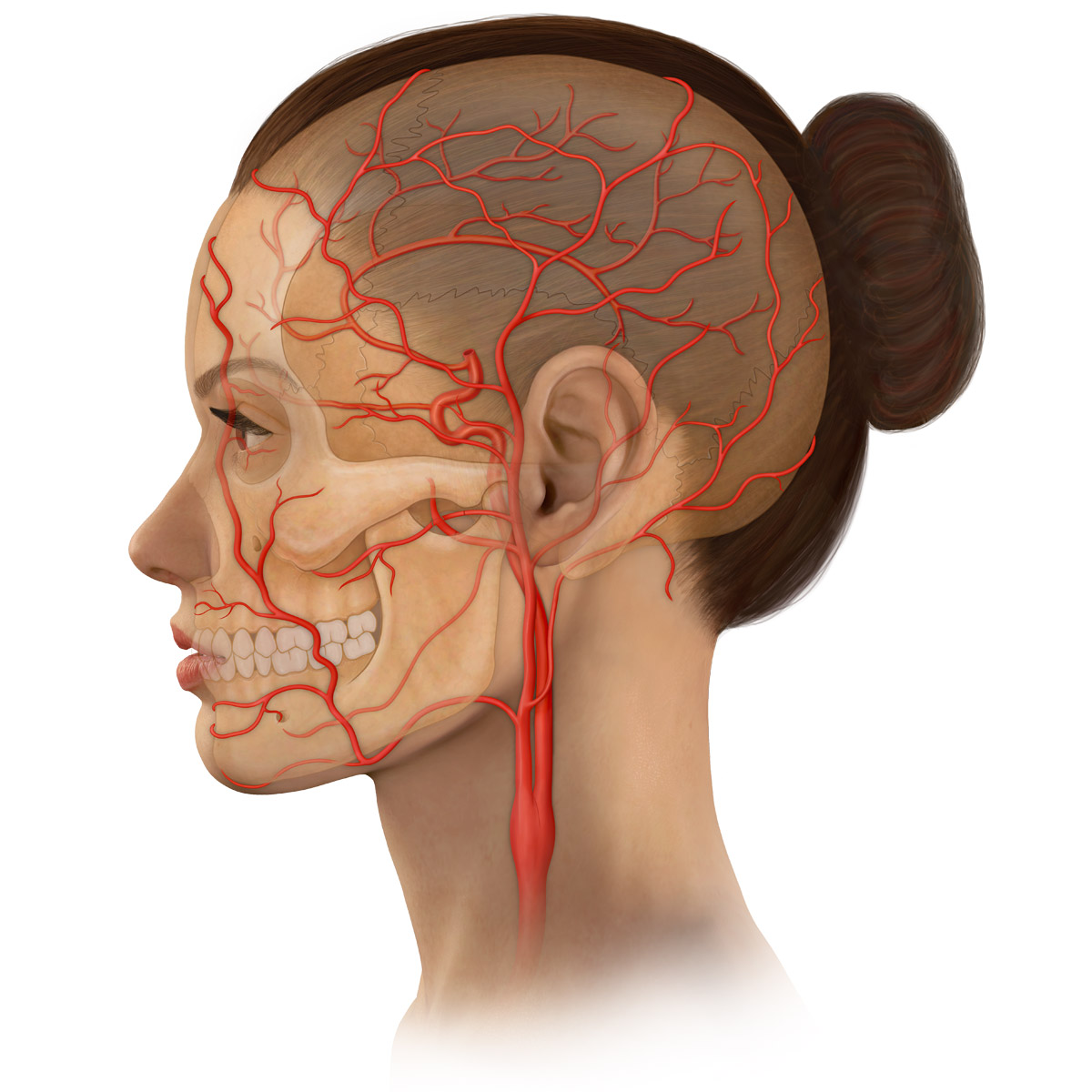 Carotid Artery and Vessels