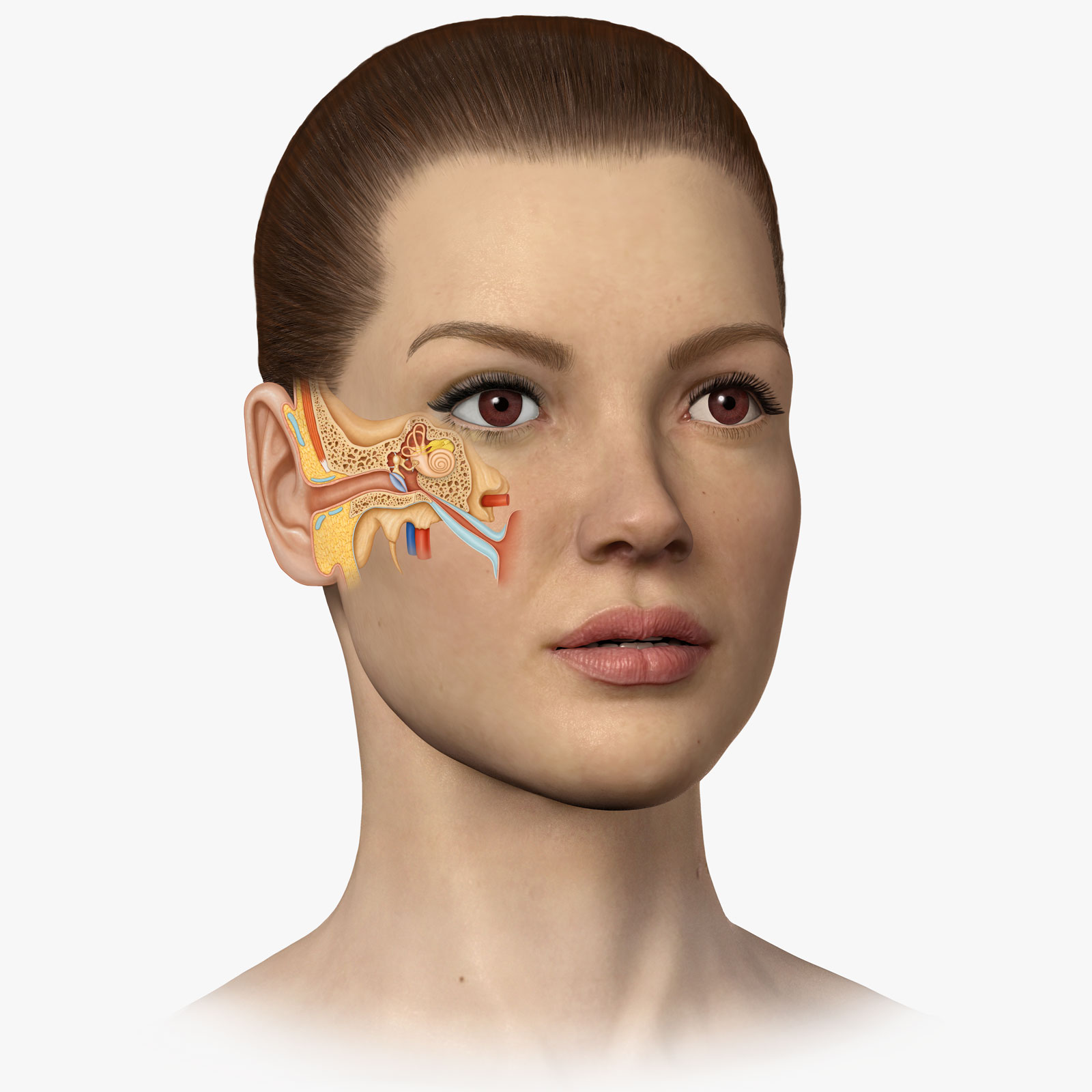 Outer, Middle and Inner Ear Anatomy