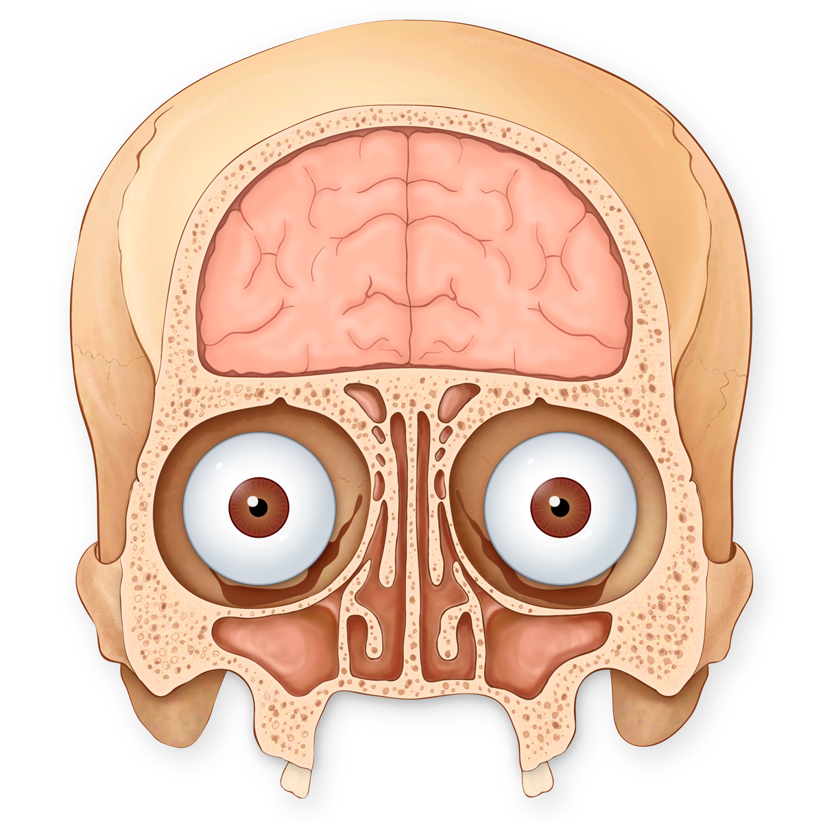 Pediatric Skull, Brain, Eyes and Sinuses